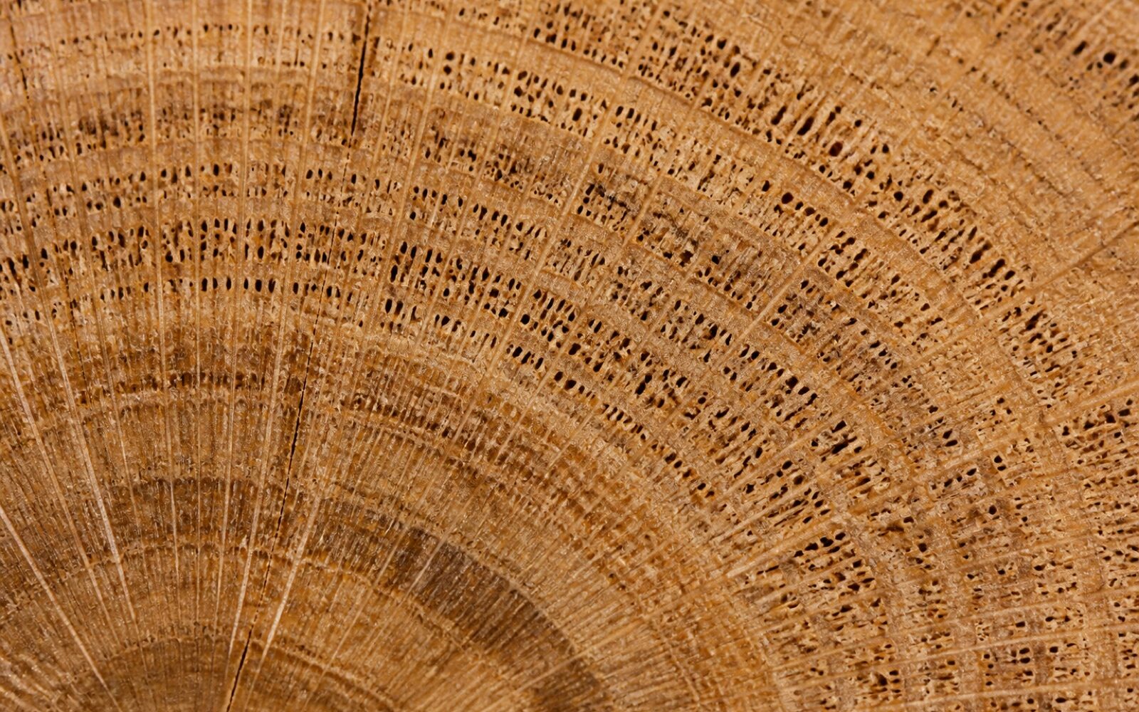 Choosing between the four timbers